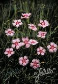 Dianthus gratianopolitanus 'Cheddar Pink'